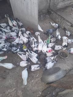 high fly pigeons for sell