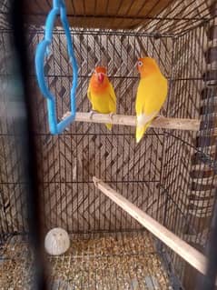 lutino parsanta black eye breeder pair for sale