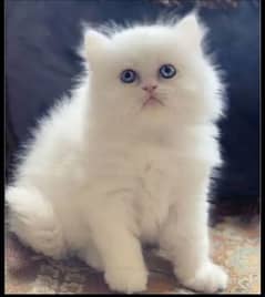 Persian Cat for sale my WhatsApp number 03276330466