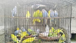 Australian parrot , Budgies for sale in beautiful colours