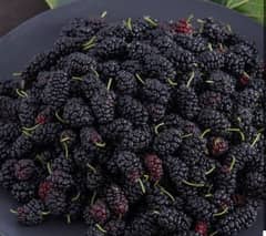 shahtoot Plants (Mulberry plants)