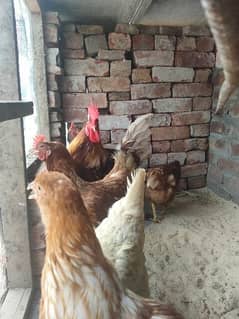 loman brown fertile eggs 03084172501