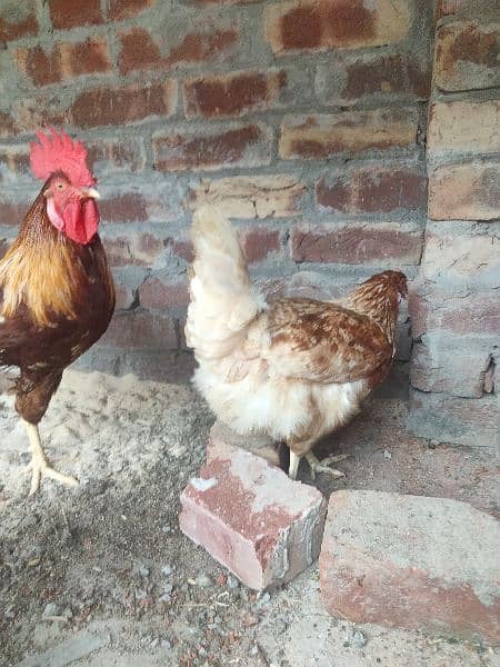 loman brown fertile eggs 03084172501 Andy Dana wale morgy be ha 2