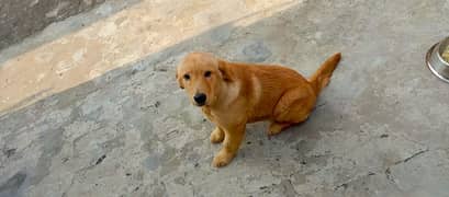 very cute puppy