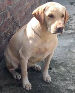 British Labrador retriever confirm breeder female vaccinated age2 year