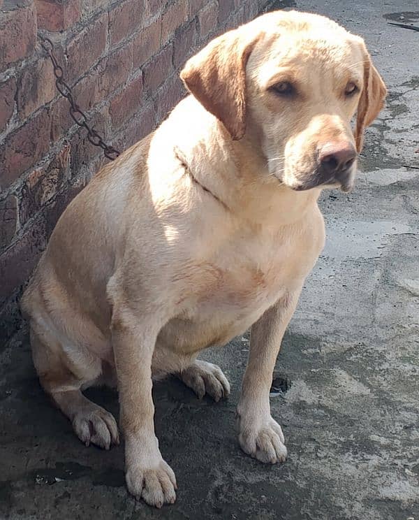 British Labrador retriever confirm breeder female vaccinated age2 year 0