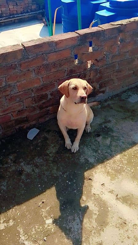 British Labrador retriever confirm breeder female vaccinated age2 year 1