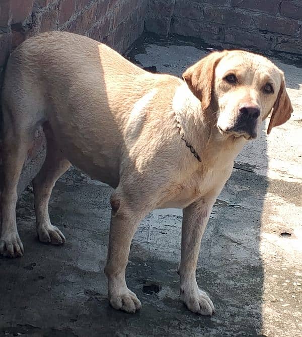 British Labrador retriever confirm breeder female vaccinated age2 year 2