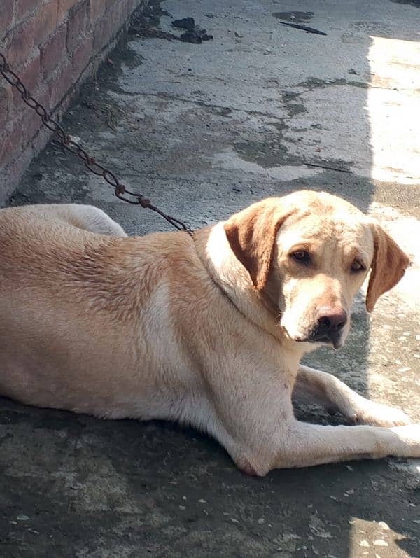 British Labrador retriever confirm breeder female vaccinated age2 year 3