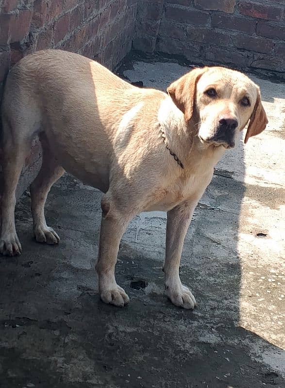 British Labrador retriever confirm breeder female vaccinated age2 year 4