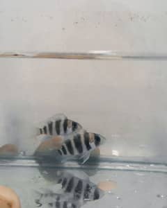 Frontosa Cichlid babys & Star Betta Fish Males