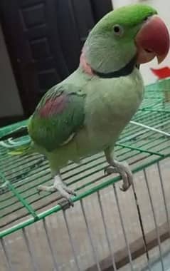 Talking Raw Male Parrot