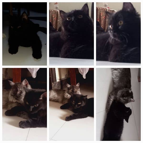 Grey persian (male cat) Black persian (female cat) 1