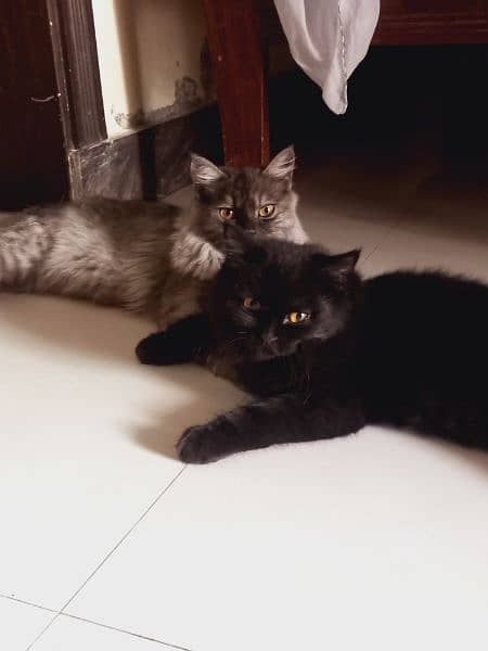 Grey persian (male cat) Black persian (female cat) 2