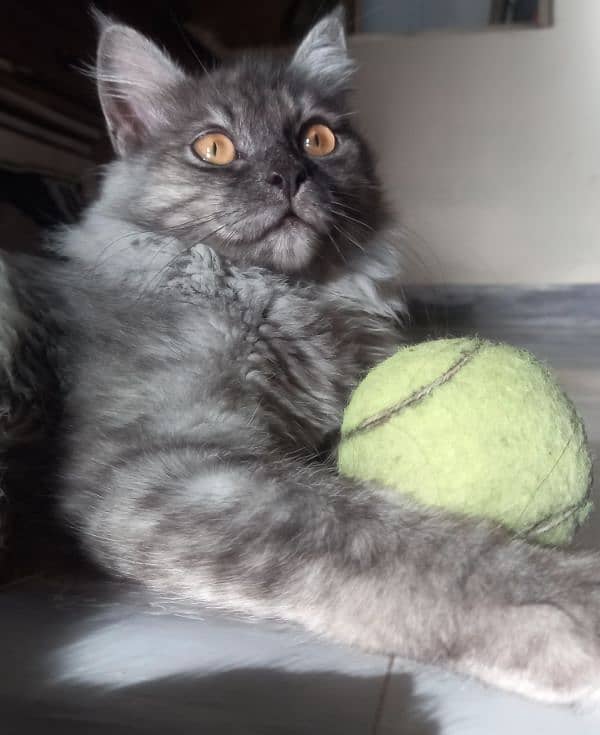 Grey persian (male cat) Black persian (female cat) 3