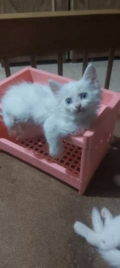 Persian blue eyes kitten