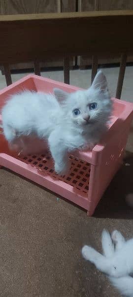 Persian blue eyes kitten 0