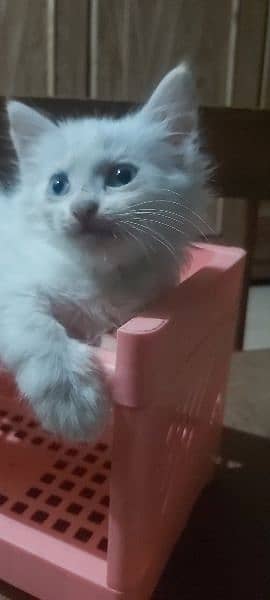 Persian blue eyes kitten 1