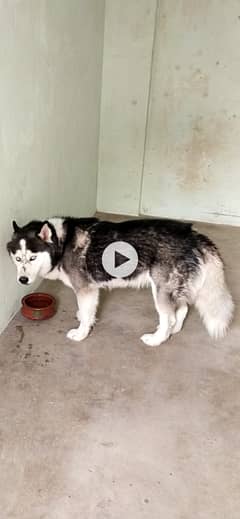 Beautifull syberian huskey blue eyes