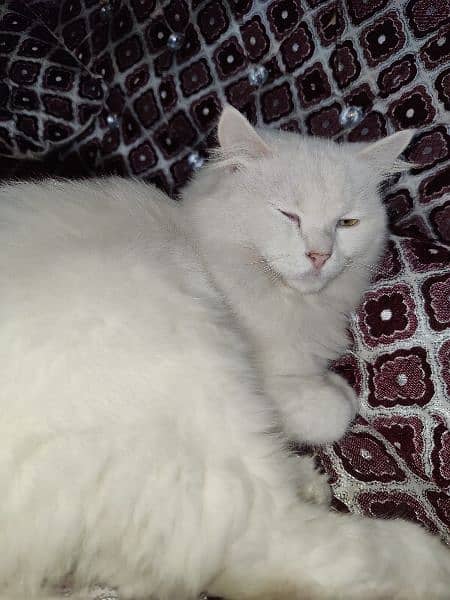 White Persian 0