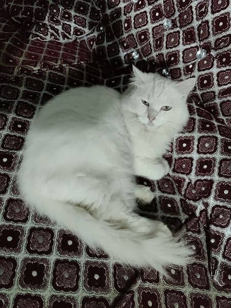 White Persian 1