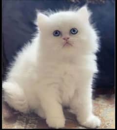 Persian cat for sale my WhatsApp number 0347/59/406/29