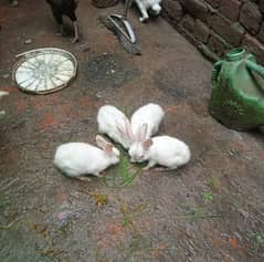 White red eye rabbits (immediate sale)