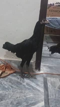 bharmi female and pakistani male for sale