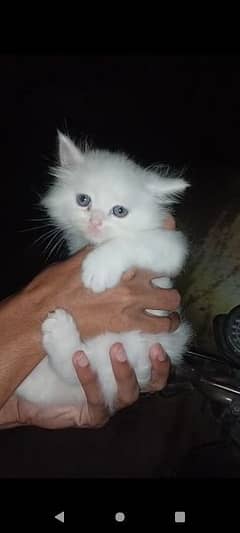 White Persian Kitten 0