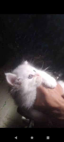 White Persian Kitten 1