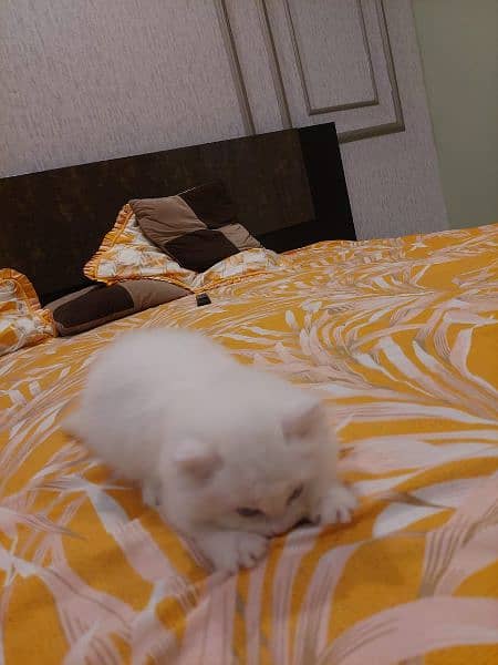 White Persian Kitten 2