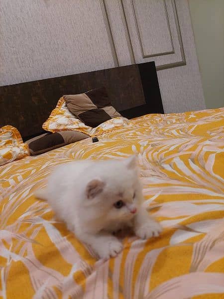 White Persian Kitten 3