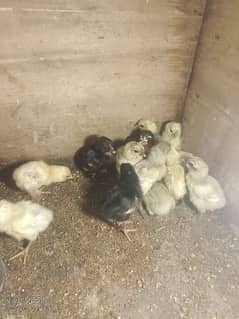 chick for sale 03034080441