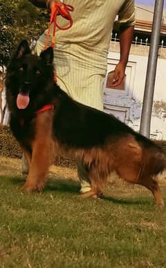 Black mask German shepherd male age 12 month for sale