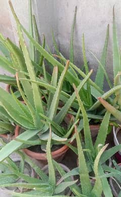 Aloe Vera Many messages for health