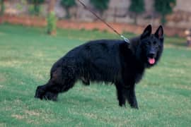 Black German Shepherd