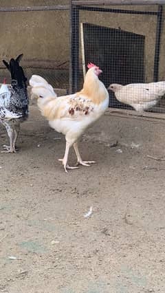 10 DESI MISRI MALE HEN FOR SALE