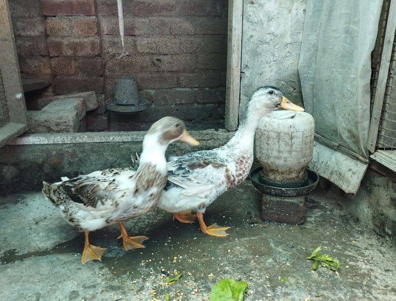 ducks pair available for sale 0