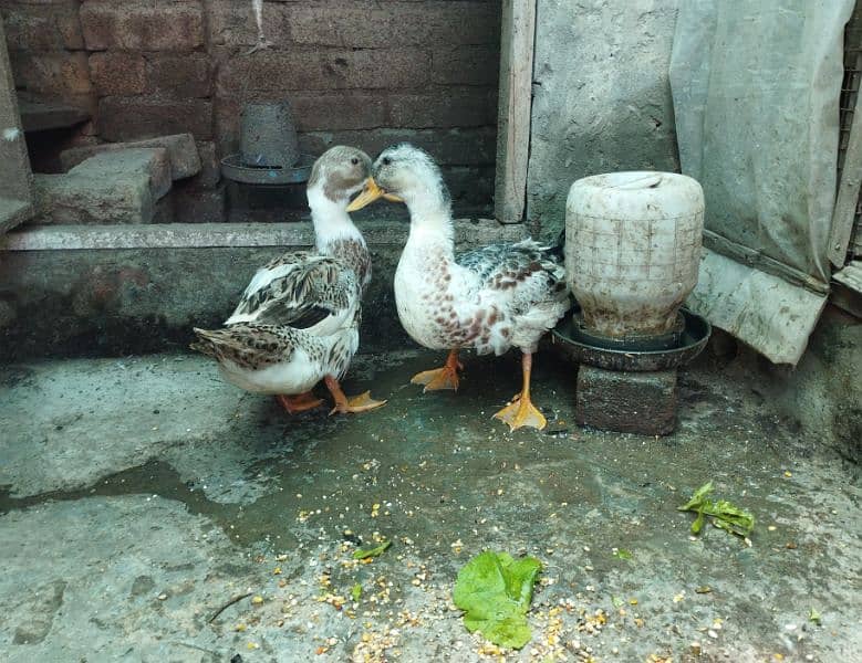 ducks pair available for sale 1