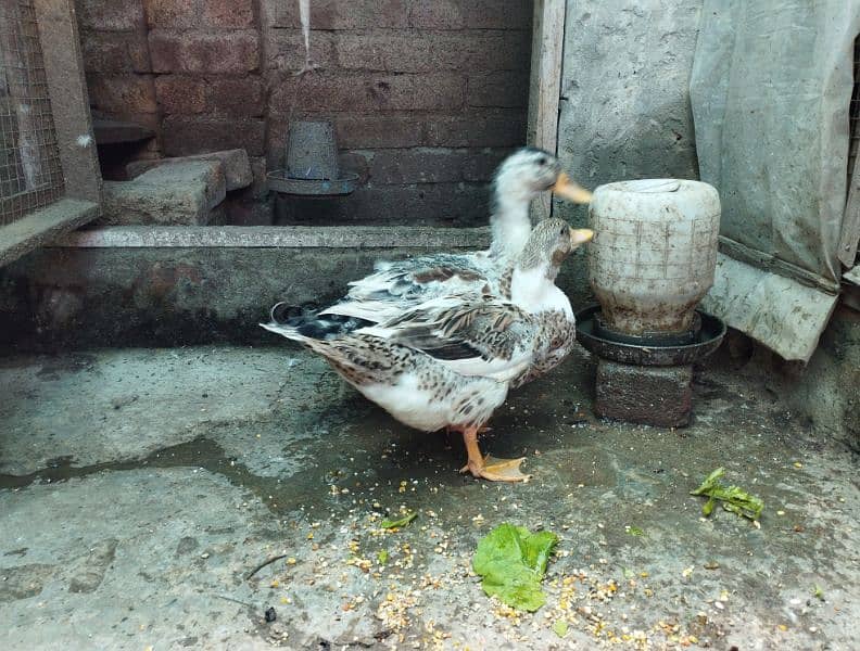 ducks pair available for sale 2