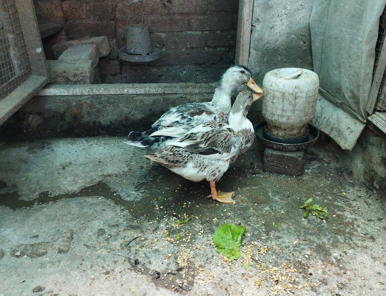 ducks pair available for sale 3