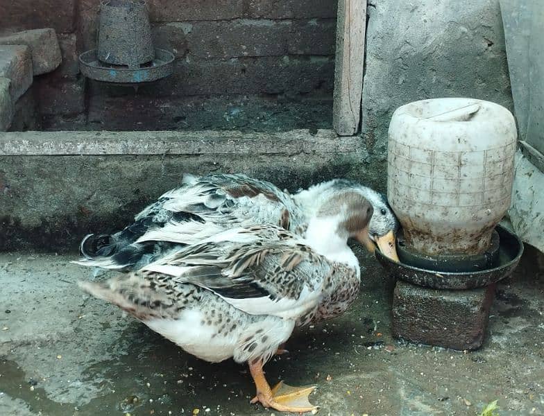 ducks pair available for sale 4