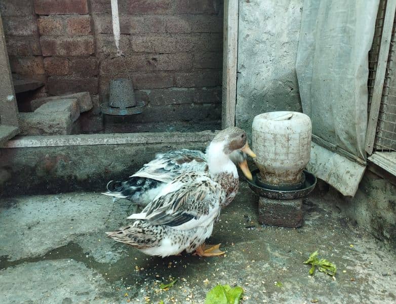 ducks pair available for sale 5