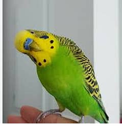 Pair of Budgie parrots on sale