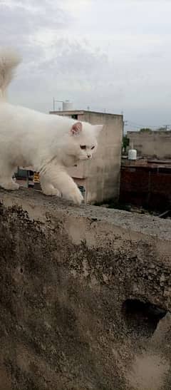 Persian cat