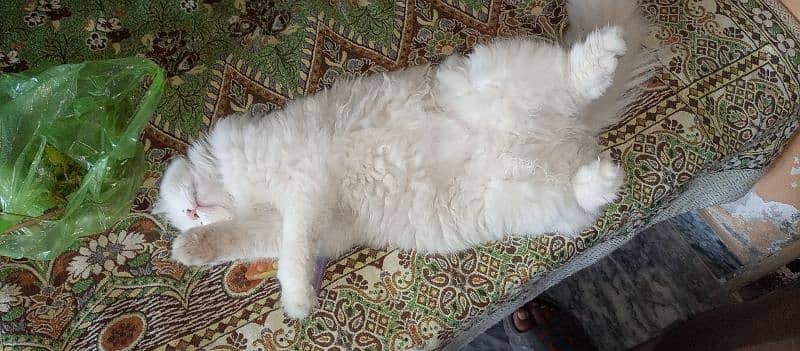 Persian cat 1