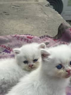 triple coat white blue eyes cat