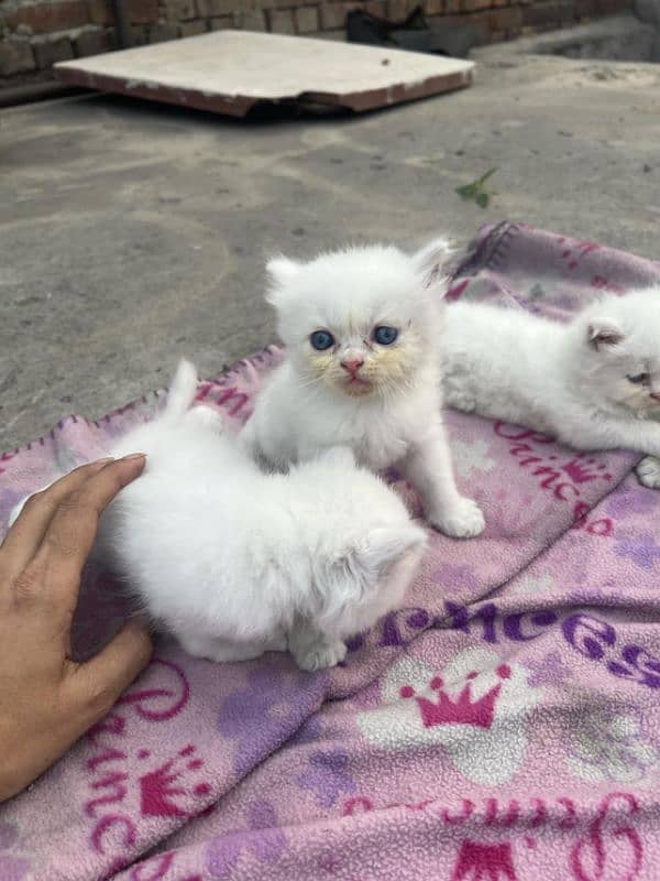 triple coat white blue eyes cat 1