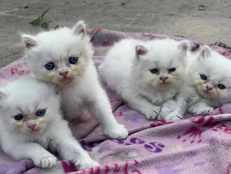 triple coat white blue eyes cat 2