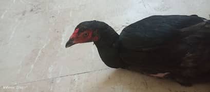 Black egg laying  aseel murgi and aseel patha 0